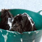 Por que os cachorros ficam malucos depois de tomar banho?