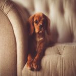 Por que cachorros roubam nosso lugar no sofá assim que levantamos?