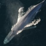 População secreta de baleias-azuis é descoberta no oceano índico