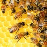 Brasileiros criam método para prevenir extinção de abelhas
