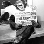 Ham: O Chimpanzé Da Nasa Que Foi O 1º Primata No Espaço