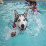 Cachorros nascem sabendo nadar?