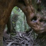 Floresta mais antiga do mundo não era como se imaginava