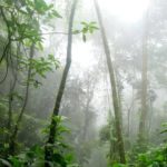 É possível produzir sem desmatar a amazônia?