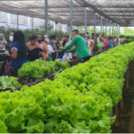 Horta Social promove primeira colheita de 2023 para idosos do Conjunto Ceará.