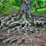 Uma rede de fungos pode conectar as florestas? É isso que se sabe.