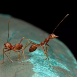 Segundo estudo, formigas podem ser treinadas para diagnosticar câncer. Confira!!