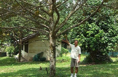 durianafrutacomossaboreseodoresmaissinistrosdoplanetaA