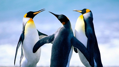 pinguinsd